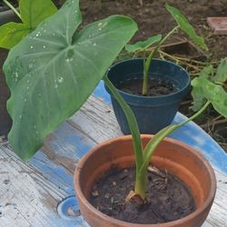 Elephant Ear Plants