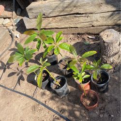 7 Avocado Plants - All For $35