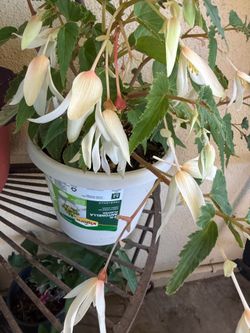 White Beautiful Begonia