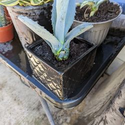 Baby Blue Agave In Black Ceramic Pot