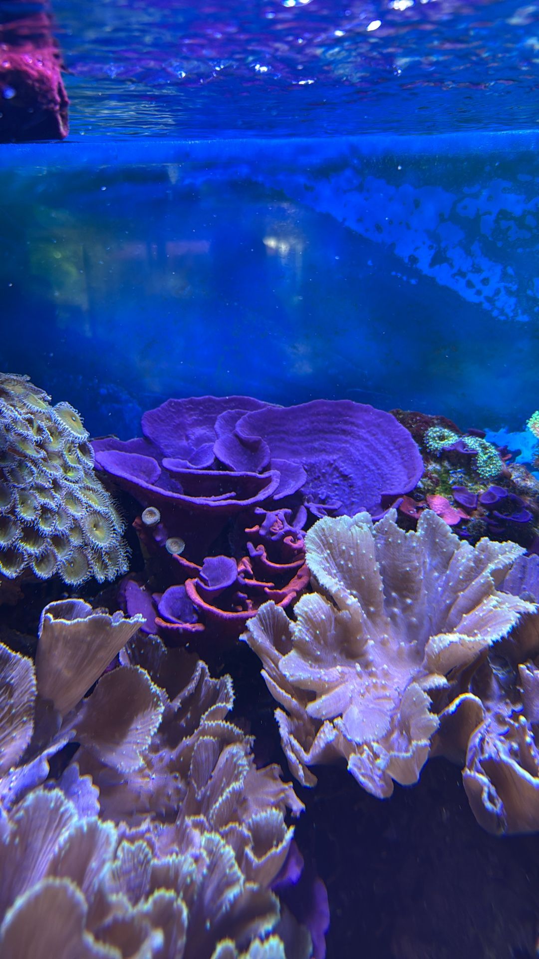 Decoration Purple Sponge Coral
