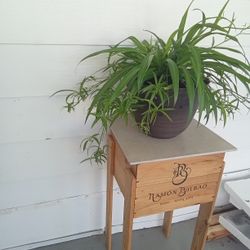 Spired Plants 