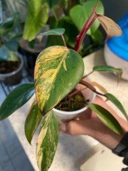 Philodendron Strawberry Shake