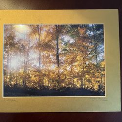 Foliage 14x11 with Gold Matt Photograph. Framingham pick up: cash only. Best offer.