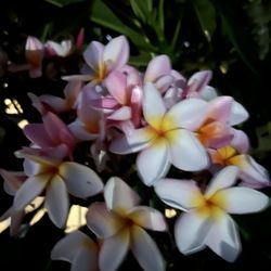 Rainbow Plumeria