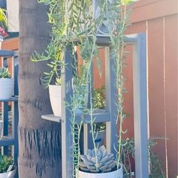 Banana String Succulents With White Pot 