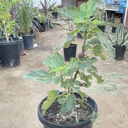 Fig Plant 