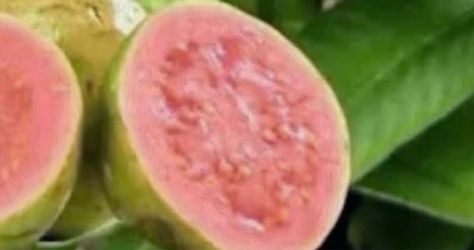 Pink Guava Trees 3F $40 Each Price Firm