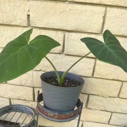 HERMOSAS PLANTAS NATURALES “OREJAS DE ELEFANTE PLANT 