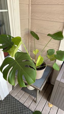 Large Healthy Monstera Deliciosa – 10.5” Pot – $25