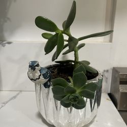 Nice Plant