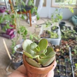 Jade Succulent 2' Pot