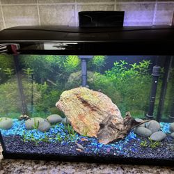 Full 20 Gallon Aquarium/Fish Tank Setup! Ready To Go!