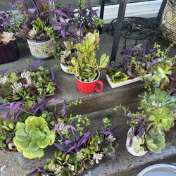 Variety Of Beautiful Succulent Arrangement 