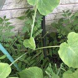 Elephant Ear Plant (bac Ha) 1 Gallon