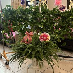 Pothos