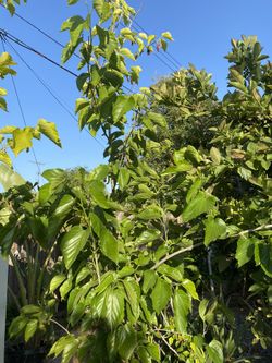 Fruít Trees