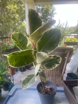 Ficus Elastica Tienke