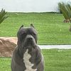 Ronnie