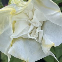 White Triple Petal Trumpet in 3 Gallon Pot 