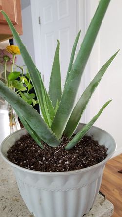 Aloe vera Healthy and best air purifying house plant in the new pot