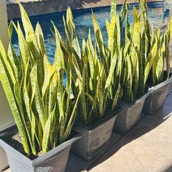 A Big Pot Of Snake Plants 