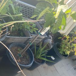 Fig Tree