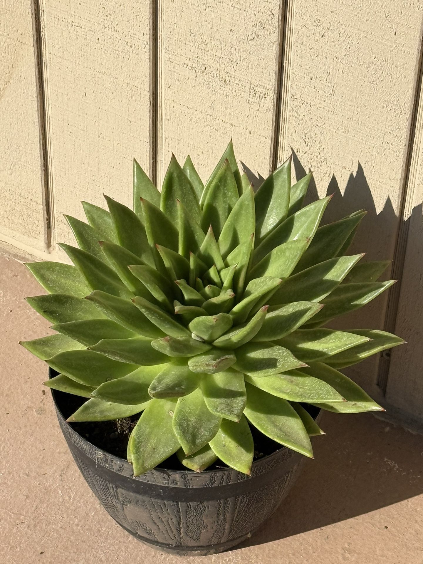 Plants for Sale!