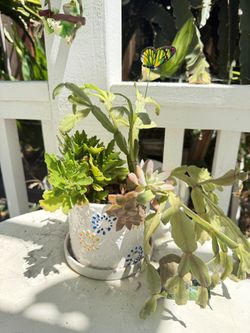 Mixed Succulents In Pot
