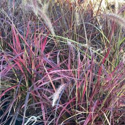 Drought Tolerant Grasses 