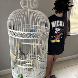 Bird Cage 
