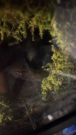 Leopard gecko