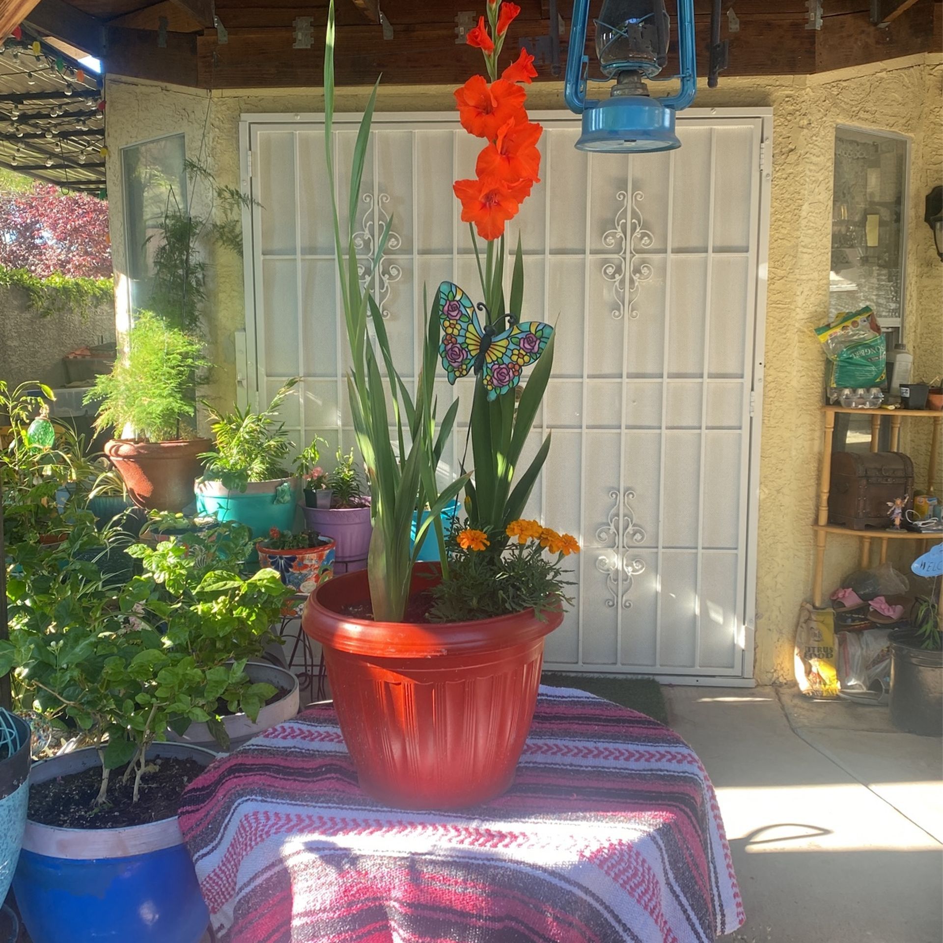 Gorgeous Mothers Day Flowers