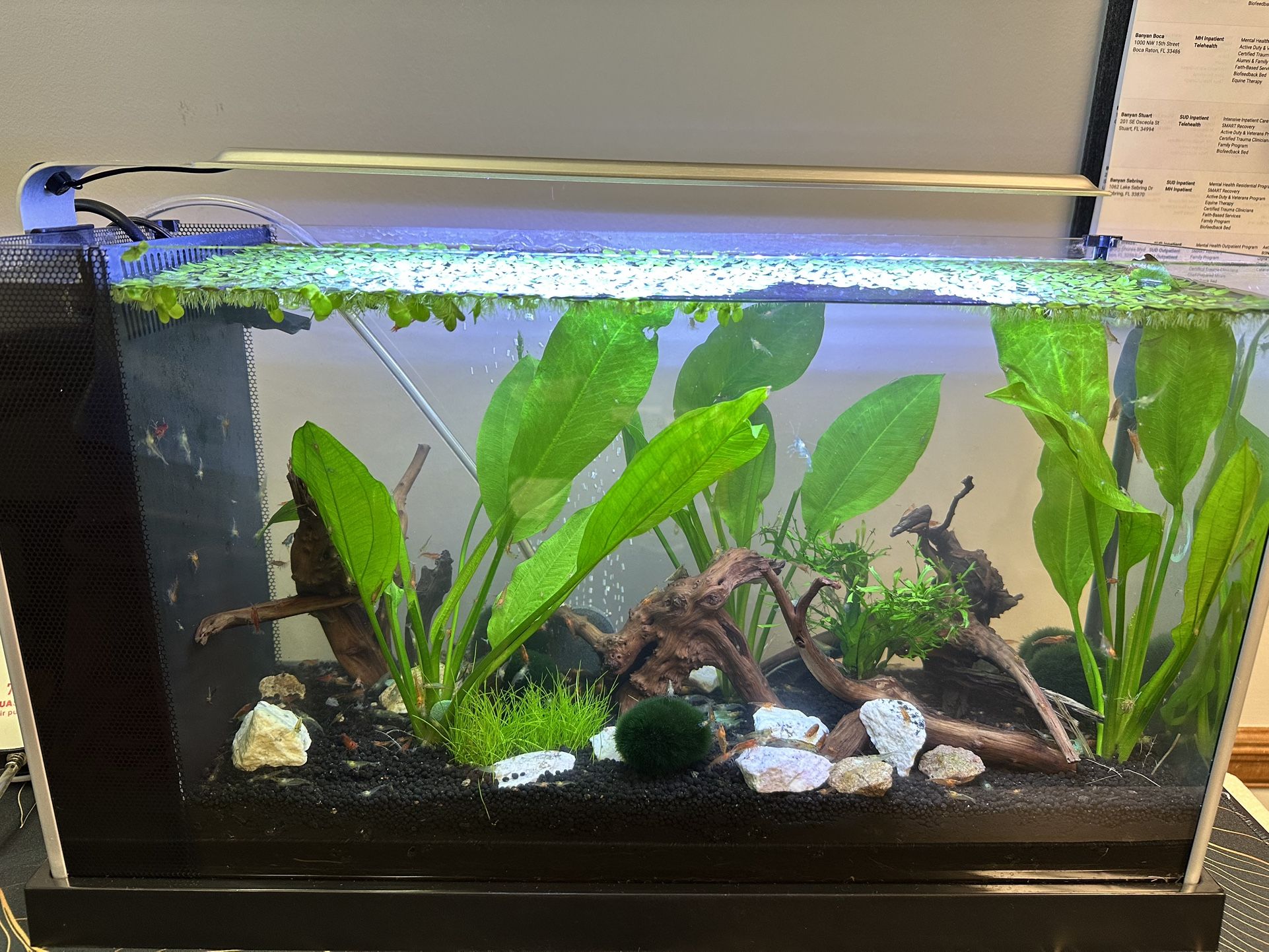 Free Fluval 5 Gallon (Black Spec V) Shrimp Tank, Everything Included 