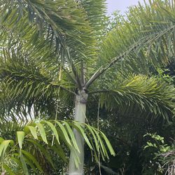 Foxtail Palms