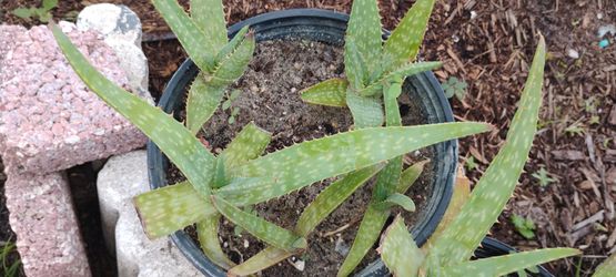5 pre-mature Soap Aloe