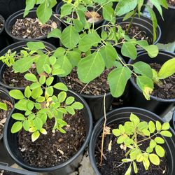 Moringa Trees 