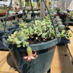 Cotyledon Pendens Succulent 