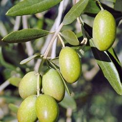 Olive Trees