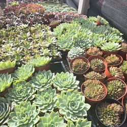 Echeverias & Succulent 