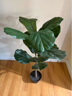 Artificial Fiddle Leaf Fig Tree