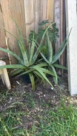 Aloe Vera