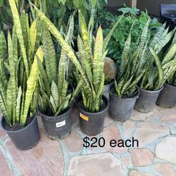 $20 Each Snake Plant Ready Now In Poway Indoor Outdoor 