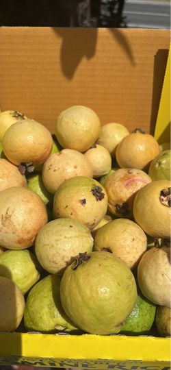 Guavas (Pink) fresh Picked more than 50 in the box