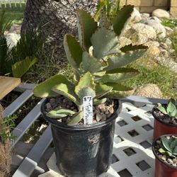 ‘Fang’ Succulent $7