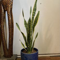 Indoor Mother-in-Law Or Snake Plant