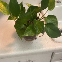 Pothos Plant 