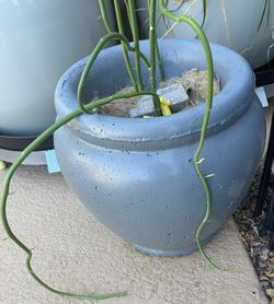 Two Concrete Planters / Pots: Price For Both