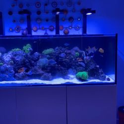 Aquarium Fish Tank Red Sea Saltwater 