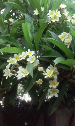 Plumeria trimmigs for sale